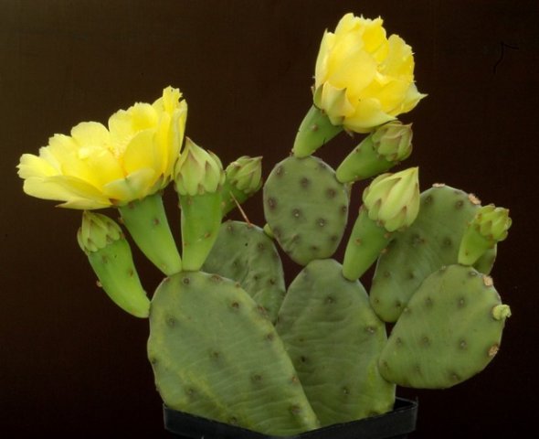 Opuntia_compressa